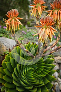 Aloe polyphylla flower