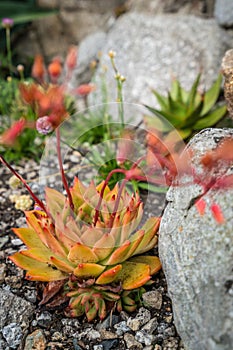 Aloe polyphylla flower