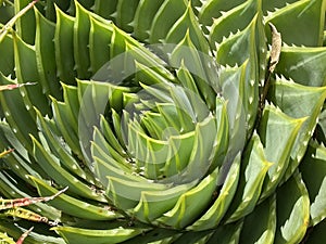 Aloe polyphylla or Spiral Aloe Plant Photo