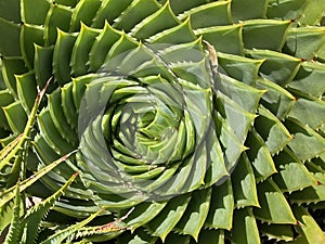 Aloe polyphylla or Spiral Aloe Plant Photo