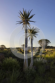 Aloe and quiver trees in Quiver Tree Forest