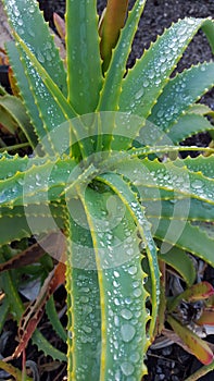 Aloe after the rain