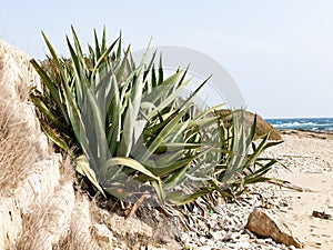 Aloe and sea