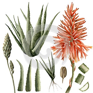 Aloe set leaves, flower, seed, buds watercolor hand drawn, isolated on white background illustration. For product advertising,