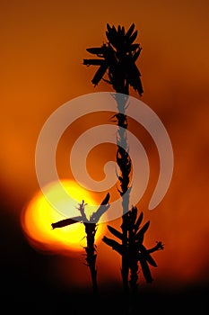 Aloe silhouette