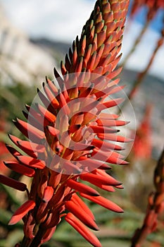 Aloe spinosissima - Aloe plant