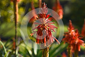 Aloe spinosissima, Spider Aloe