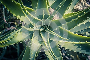 Aloe x spinosissima. Spider Aloe beautiful plant