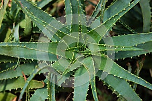 Aloe spinosissima at tropical garden