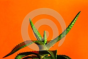 aloe spinous on an orange background. minimalism and bright color combinations. Flowers in the interior