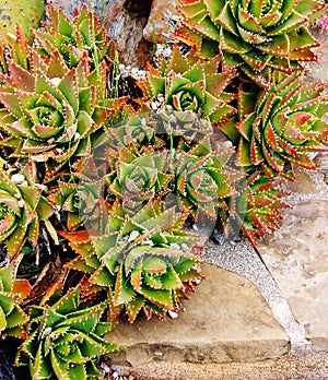 Aloe Squarrosa