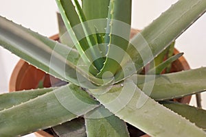 Aloe stem