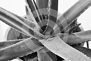 Aloe stem