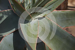 Aloe striata close up