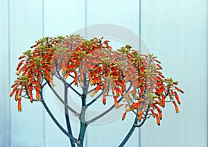 Aloe striata, Coral aloe