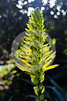 Aloe striata flower