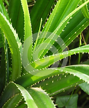 Aloe Succulent