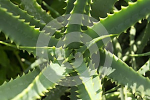 Aloe succulent cactus. Aloe pattern from above