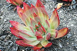 Aloe Succulent Plant