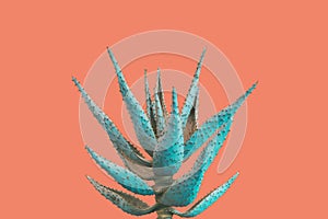 Aloe Succulent Plant in Blue Tone Color on Pinkish Orange Background, Creative Colorful Summer Concept photo