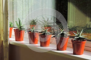 Aloe succulents on window sill