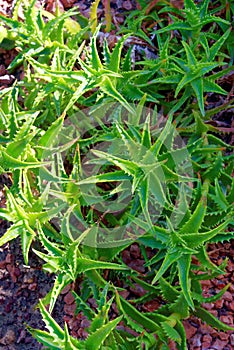 Aloe tenuifolia