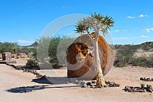 Aloe tree Aloe dichotoma in front of huge stone near Spitzkoppe, Damaraland, Namibia, Africa