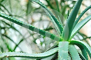 Aloe tree