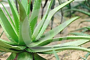 Aloe tree