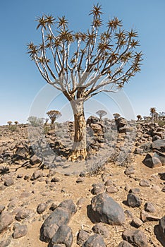 Aloe tree in desert
