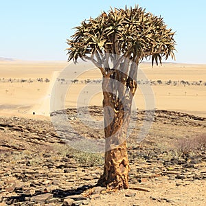 Aloe tree in the desert in Namibia