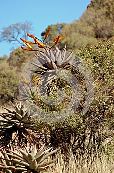 Aloe Tree Foliage