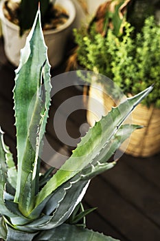 Aloe Used in many consumer products, including beverages, skin lotions, cosmetics