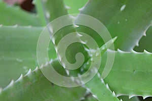 Aloe vara plant photo