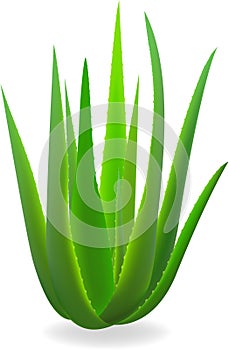 Aloe-vera.