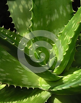 Aloe vera