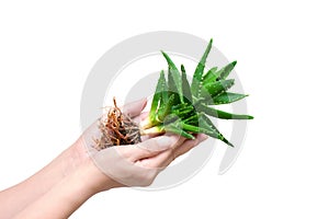 Aloe vera isolated on white background