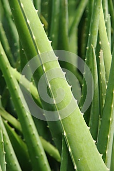 Aloe vera photo