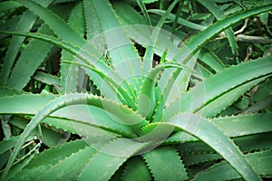 Aloe vera