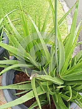 Aloe vera