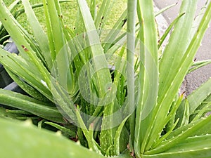 Aloe vera