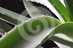 Aloe vera 3