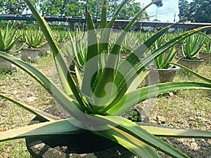 Aloe vera