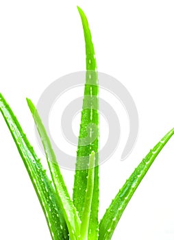 Aloe vera