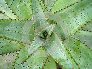 Aloe Vera