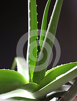 Aloe Vera 7