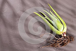 Aloe vera - Aloe root plant
