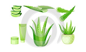 Aloe Vera as Flowering Succulent Plant with Thick Fleshy Leaves Vector Set