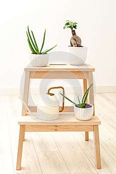 Aloe Vera and Bansai on a wooden stand at home. Garden room. Plant home decoration