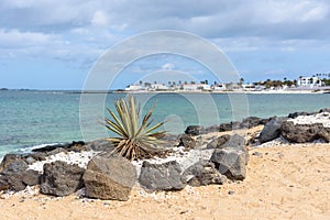 Aloe vera on the beach in Corralejo on Fuerteventura